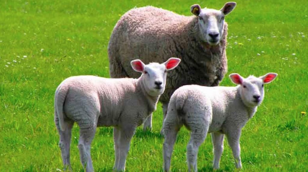 produccion ovinos argentina, rentabilidad ovinos, ganaderia ovina argentina