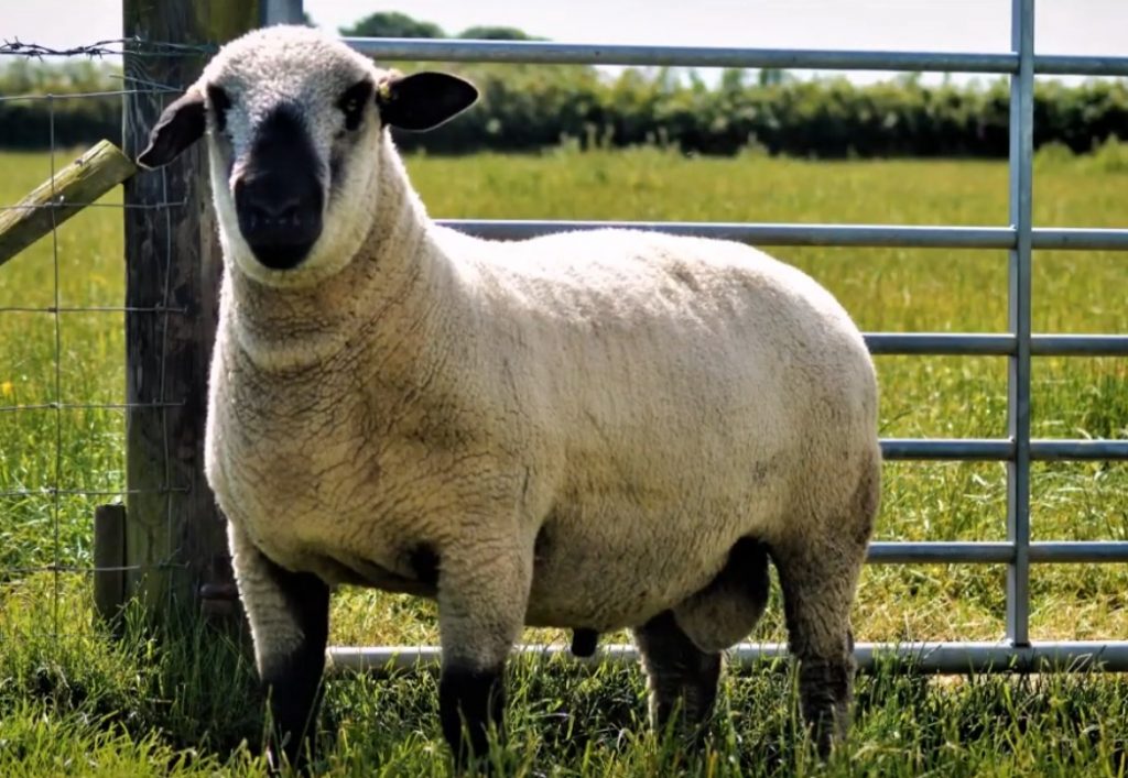 ovino razas de ovejas ganado ovino 