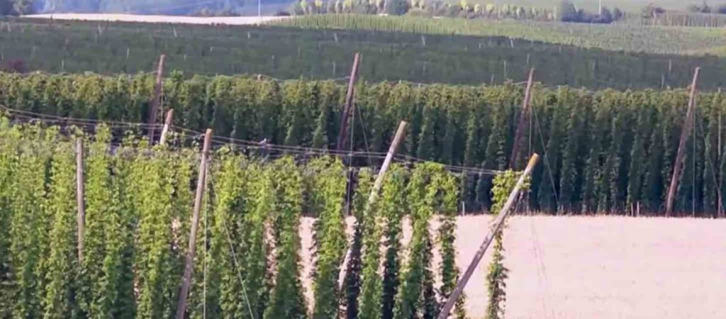 upulo png cultivo de lupuloen argentina lupulo planta lupulo planta cerveza flor de lupulo