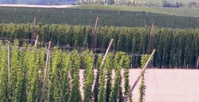 upulo png cultivo de lupuloen argentina lupulo planta lupulo planta cerveza flor de lupulo