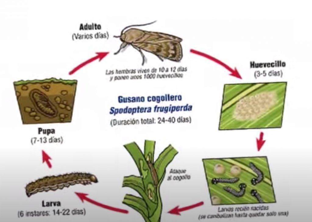 ciclo de vida del gusano cogollero spodoptera frugiperda