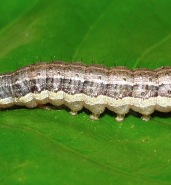 gusano cogollero del maiz oruga cogollera spodoptera frugiperda