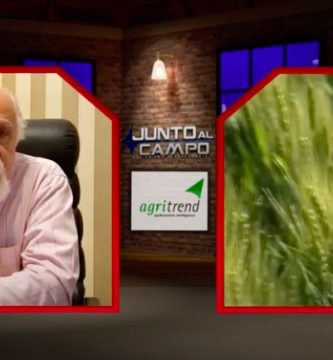 trigo argentina 2021