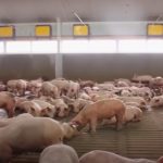 precio del cerdo porcinar septiembre 2021
