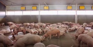 precio del cerdo porcinar septiembre 2021